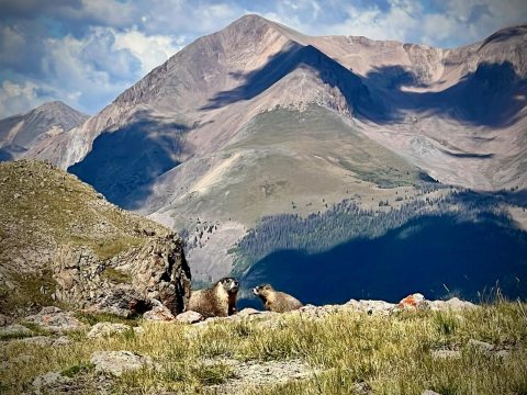 Two marmots on ground with Colorado mountains in background