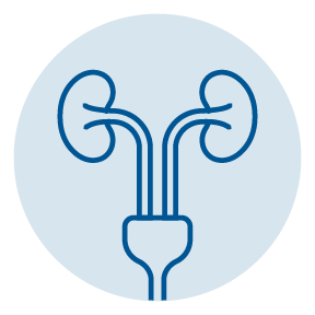 Ureters icon | Urology