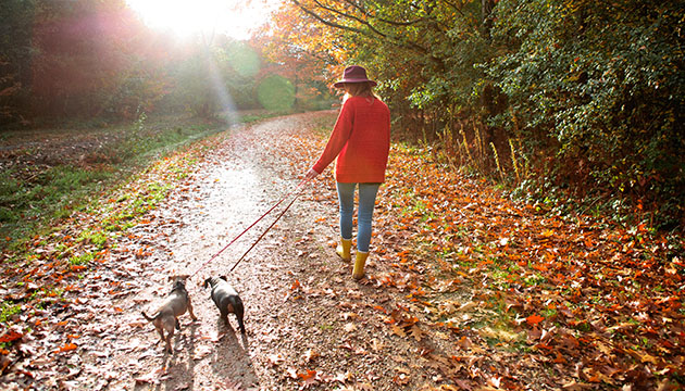 woman walking two dogs on a fall day