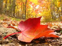A red leaf fallen on other leaves in the forest during autumn