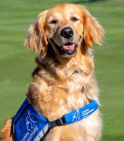 Golden retriever Likikoi