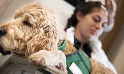 Service dog in green vest lies on lap of person in bed