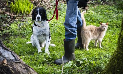 A black and white dog on a least sits next to the feet of a standing person, an orange cat stands nearby