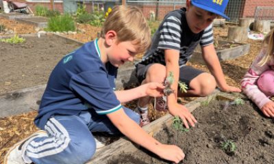 two boys put plants in dirt of a raised garden bed