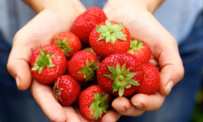 Close-up of hands cupped holding a bunch of strawberries