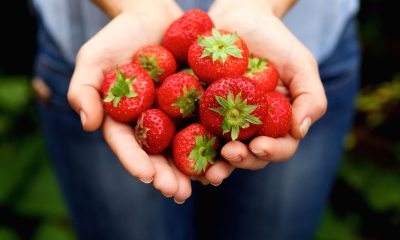 Close-up of hands cupped holding a bunch of strawberries