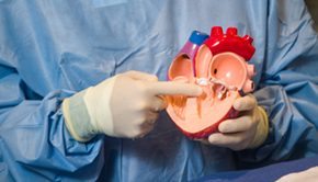 A cardiovascular surgeon holds a plastic replica heart to demonstrate the location of  heart anatomy.