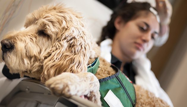 Service dog in green vest lies on lap of person in bed