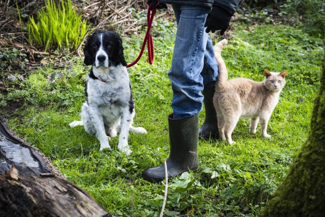 A black and white dog on a least sits next to the feet of a standing person, an orange cat stands nearby