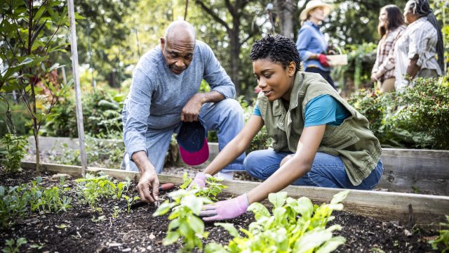 Two volunteers work on a community garden together