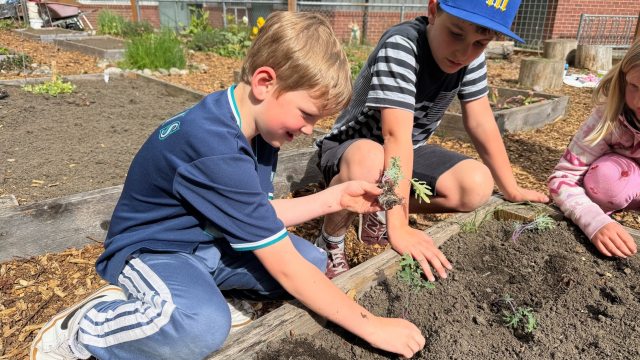 two boys put plants in dirt of a raised garden bed