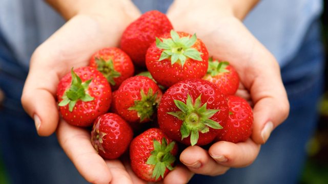 Close-up of hands cupped holding a bunch of strawberries